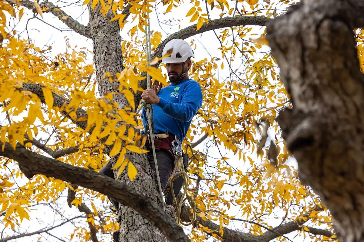 Skilled Tree Pruning crew working in Bellwood