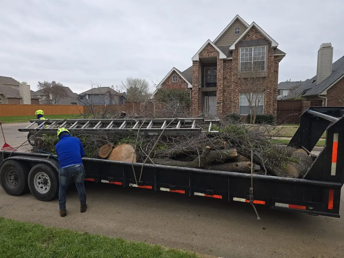 Expert Tree Fertilization with proper safety equipment in Bellwood